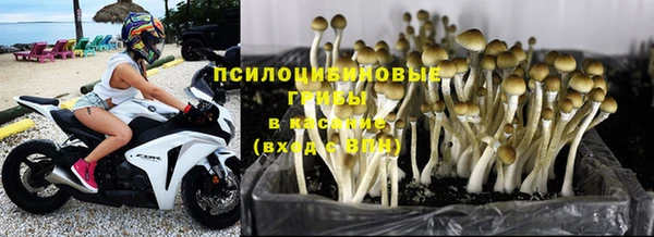 PSILOCYBIN Алзамай